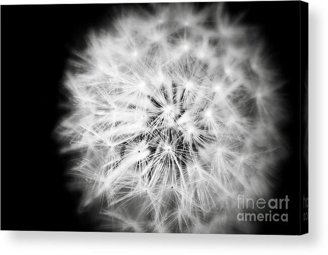 White Fluffy Dandelion Flower Black And White Nature Fine Art Photography Acrylic Print featuring the photograph White Fluffy Dandelion by Jerry Cowart