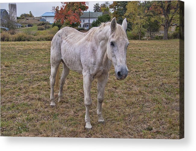 Horse Acrylic Print featuring the photograph White Horse by Cathy Kovarik
