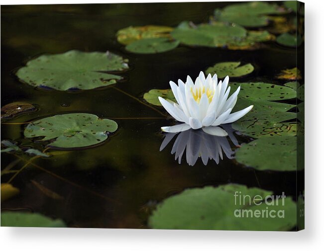 Lily Flower Acrylic Print featuring the photograph White lotus lily flower and lily pad by Glenn Gordon