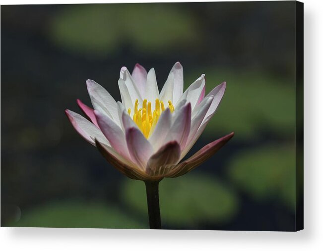 Flower Photographs Acrylic Print featuring the photograph White Lotus by Ramabhadran Thirupattur