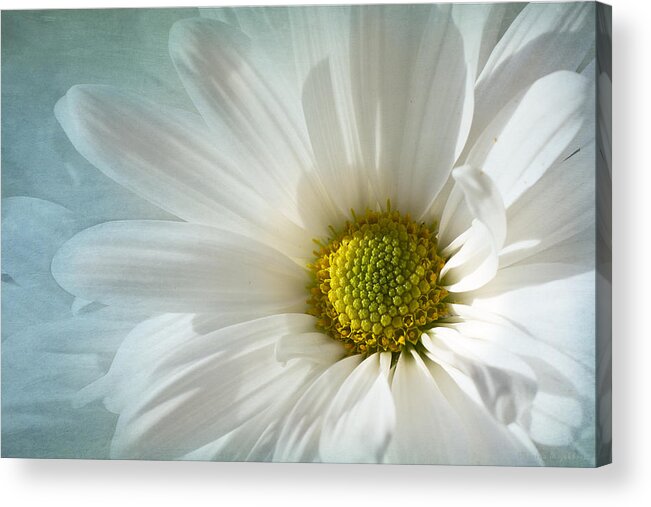 White Daisy Flower Acrylic Print featuring the photograph White Melody by Marina Kojukhova