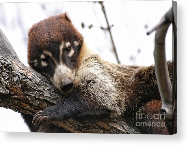 Coati Acrylic Print featuring the photograph White-nosed Coati 4 by Al Andersen