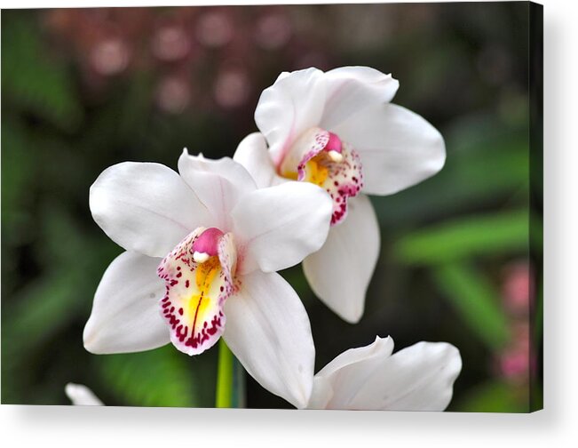 White Orchid Acrylic Print featuring the photograph White orchid by Sue Morris