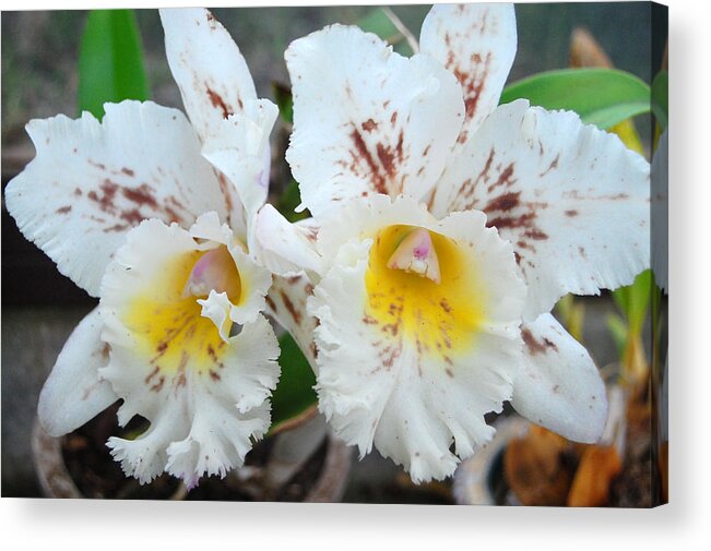 Kula Botanical Gardens Acrylic Print featuring the photograph White Orchids by Amy Fose