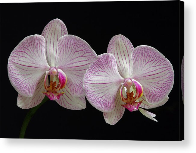 Orchid Acrylic Print featuring the photograph White Orchids by Juergen Roth
