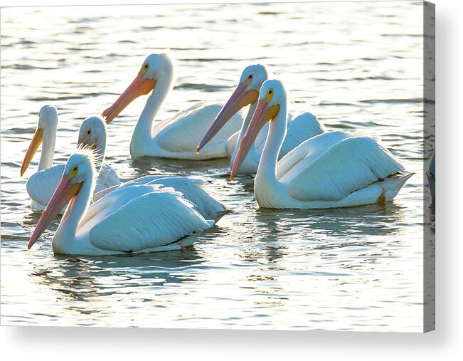 Bird Acrylic Print featuring the photograph White Pelicans, Pelecanus by Maresa Pryor
