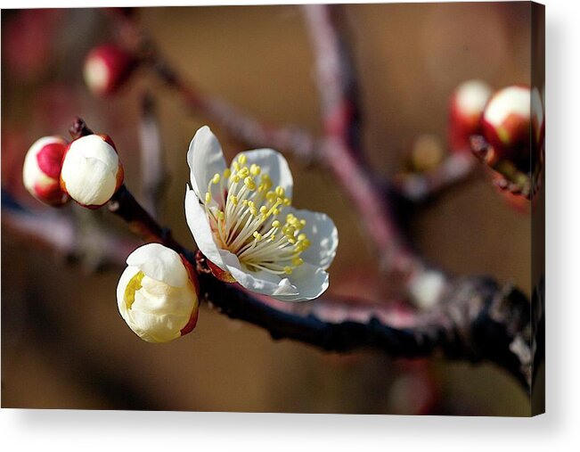 Osaka Prefecture Acrylic Print featuring the photograph White Plum Blossoms by Jim Mayes