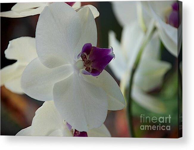 Flowers Acrylic Print featuring the photograph White Silk by Joseph Yarbrough