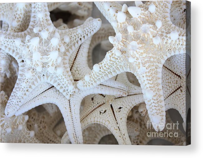 White Acrylic Print featuring the photograph White Starfish by Carol Groenen