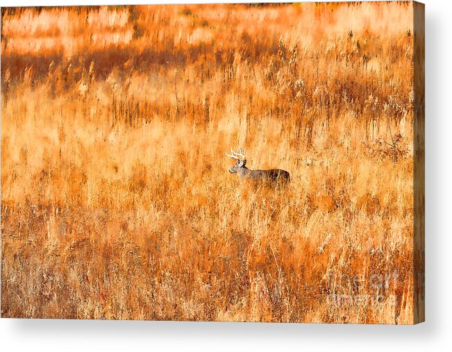 Whitetail Deer Acrylic Print featuring the photograph White tail crossing golden field by Dan Friend