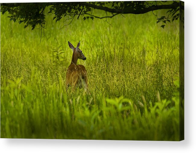 Doe Acrylic Print featuring the photograph White Tailed Doe Deer in a Field in Cade's Cove by Randall Nyhof