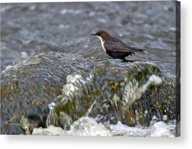 White-throated Dipper Acrylic Print featuring the photograph White-throated Dipper by Torbjorn Swenelius