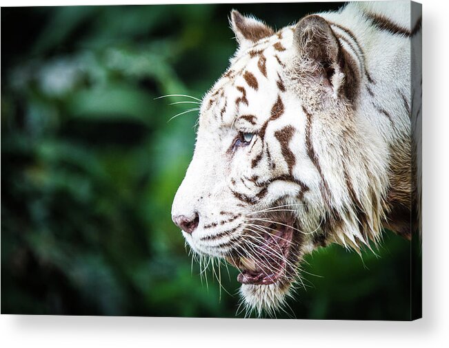 Snarling Acrylic Print featuring the photograph White Tiger by Tony Kh Lim