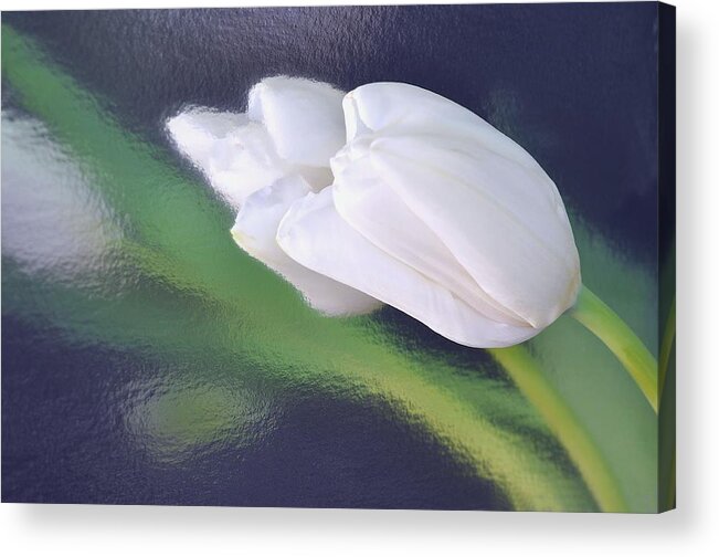 Flower Acrylic Print featuring the photograph White Tulip Reflected in Dark Blue Water by Phyllis Meinke