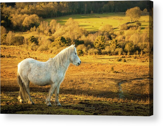 Horse Acrylic Print featuring the photograph White Wild Horse, The New Forest by Gollykim