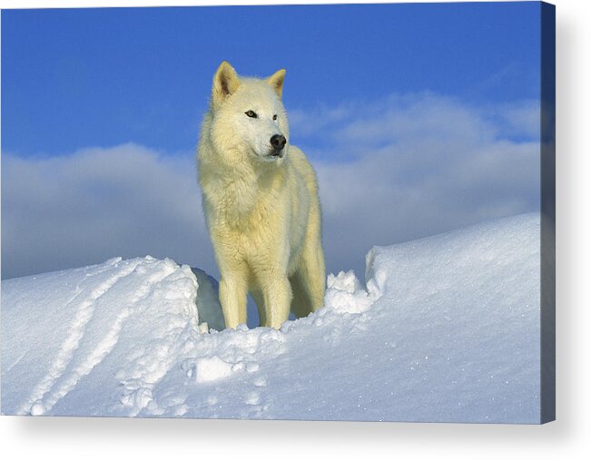 Feb0514 Acrylic Print featuring the photograph White Wolf In The Snow Idaho by Tom Vezo