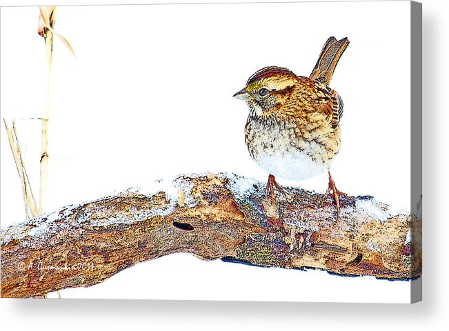White-throated Sparrow Acrylic Print featuring the digital art Whitethroated Sparrow on Snow-dusted Tree Branch Digital Art by A Macarthur Gurmankin
