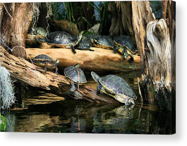 Turtle Acrylic Print featuring the photograph Who Called this Meeting Anyway by Kristin Elmquist