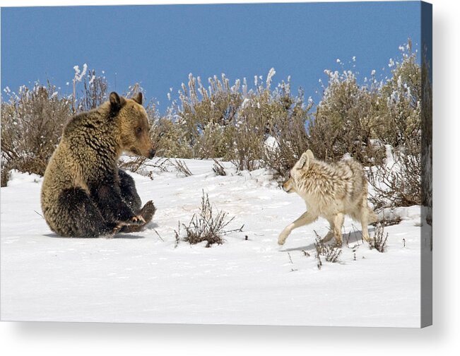 Grizzly Bear Acrylic Print featuring the photograph Why Can't We be Friends? by Sandy Sisti