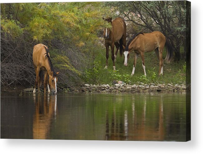 Wildlife Acrylic Print featuring the photograph Wild Along the River by Sue Cullumber