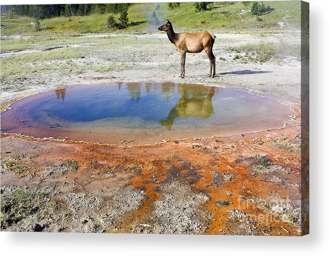 Animal Acrylic Print featuring the photograph Wild and Free in Yellowstone by Teresa Zieba