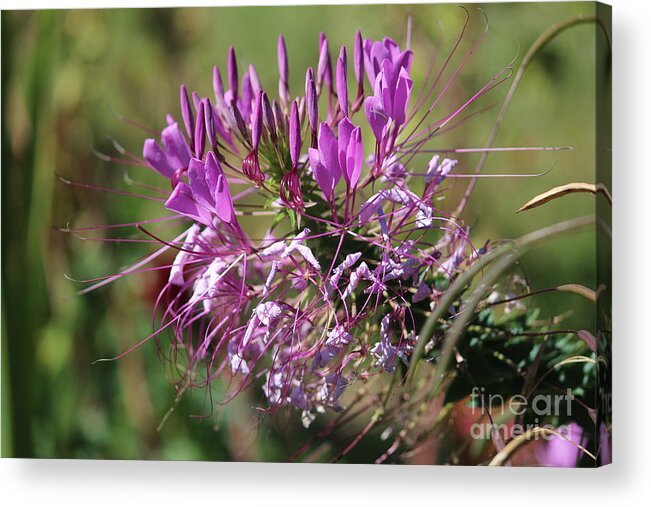 Purple Acrylic Print featuring the photograph Wild Flower by Cynthia Snyder