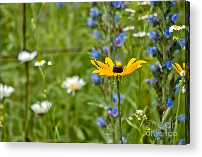 Wild Flowers Acrylic Print featuring the photograph Wild Flower Delight by Cheryl Baxter