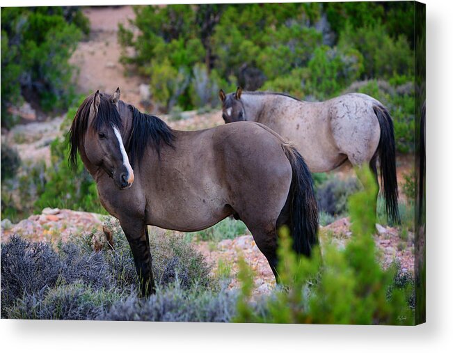 Wild Horses Acrylic Print featuring the photograph Wild Horses by Greg Norrell