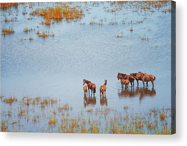 Horse Acrylic Print featuring the photograph Wild Horses In A Wet Field, Broome by Laurenepbath