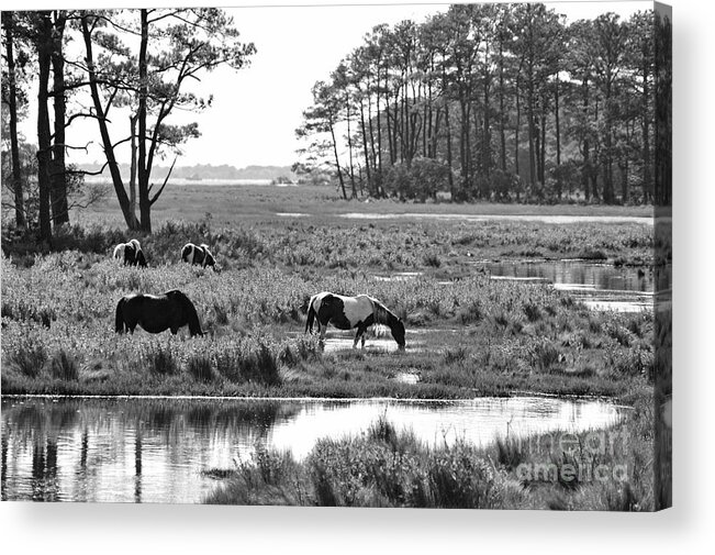 Wild Horses Acrylic Print featuring the photograph Wild horses of Assateague feeding by Dan Friend