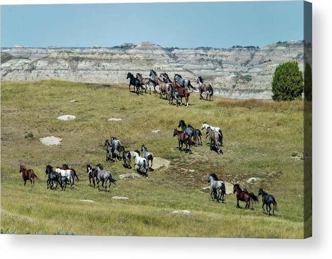 Horse Acrylic Print featuring the photograph Wild Horses Stampeding by Mark Newman