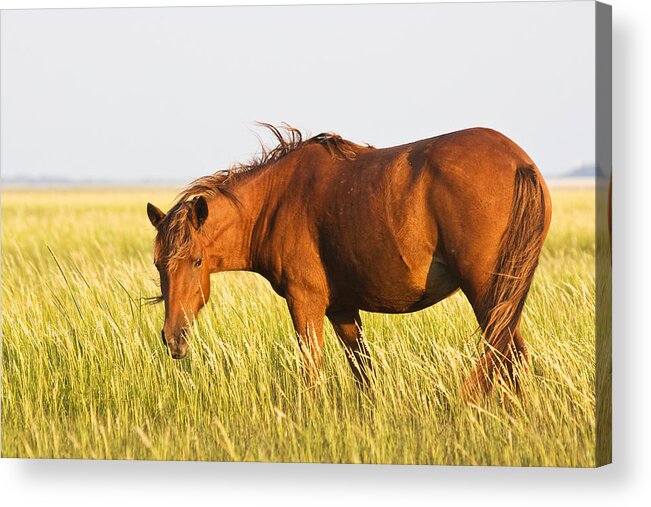 Wild Acrylic Print featuring the photograph Wild Mustand on the Tidal Flats by Bob Decker
