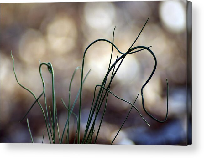 Wild Acrylic Print featuring the photograph Wild by Off The Beaten Path Photography - Andrew Alexander