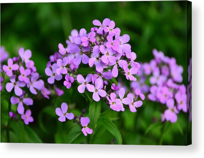 Wild Phlox Acrylic Print featuring the photograph Wild Phlox by Debra Martz