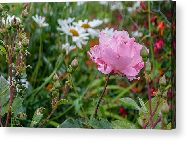 Flora Acrylic Print featuring the photograph Wild Rose by Sergey Simanovsky