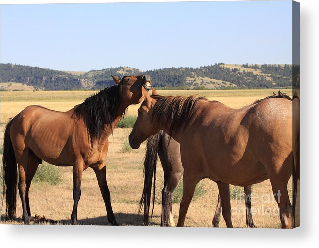 Spanish Mustang Stallion Acrylic Print featuring the photograph Wild Spanish Stallion in Charge by Kate Purdy