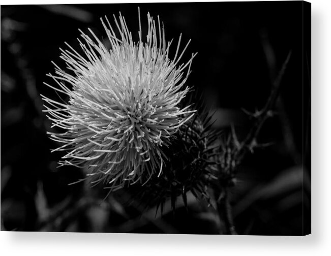 Miguel Acrylic Print featuring the photograph Wild Summer Breeze by Miguel Winterpacht
