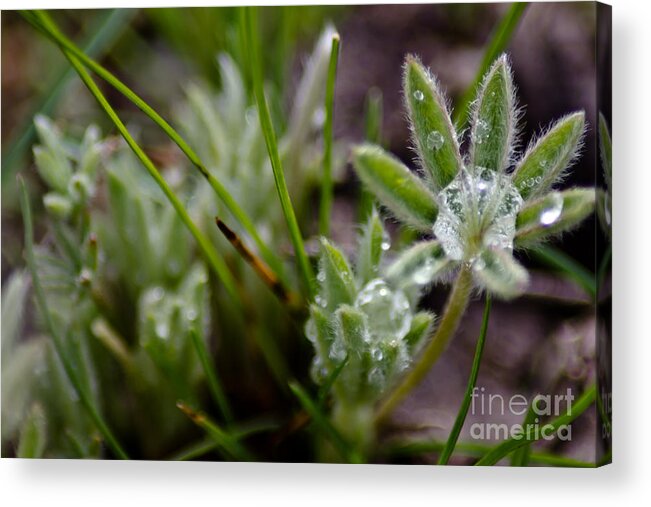 Wildfloers Acrylic Print featuring the photograph Wild Things 11 by Joel Loftus