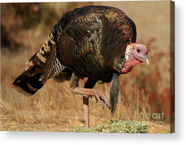Wild Turkey Acrylic Print featuring the photograph Wild Turkey by Adam Jewell