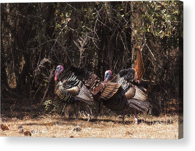 Nature Acrylic Print featuring the photograph Wild Turkey Gobblers by Ronald Lutz