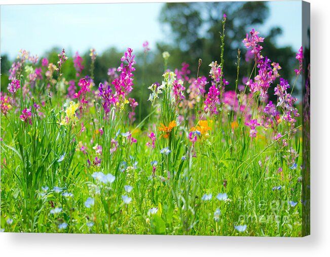 Wildflower Acrylic Print featuring the photograph Wildflower Meadow Vibrant by Angela DeFrias