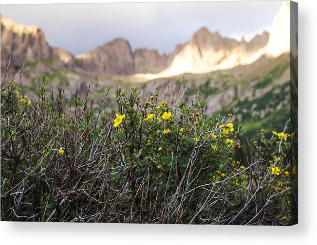 Wildflowers Acrylic Print featuring the photograph Wildflowers by Aaron Spong