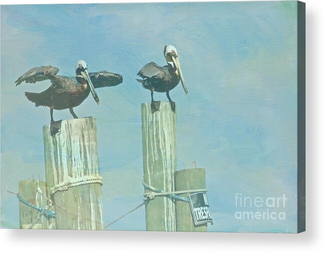 Pelican Acrylic Print featuring the digital art Wind Surfing by Jayne Carney