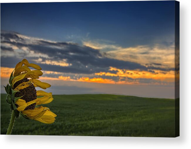 Sunflower Acrylic Print featuring the photograph Windblown by Thomas Zimmerman