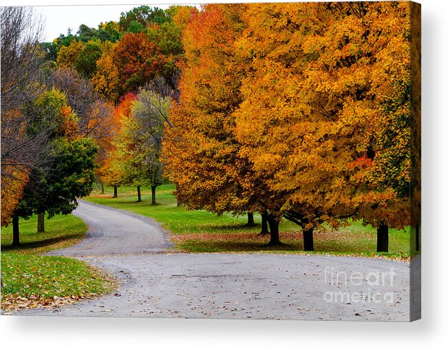 Mendon Ponds Acrylic Print featuring the photograph Winding Road by William Norton