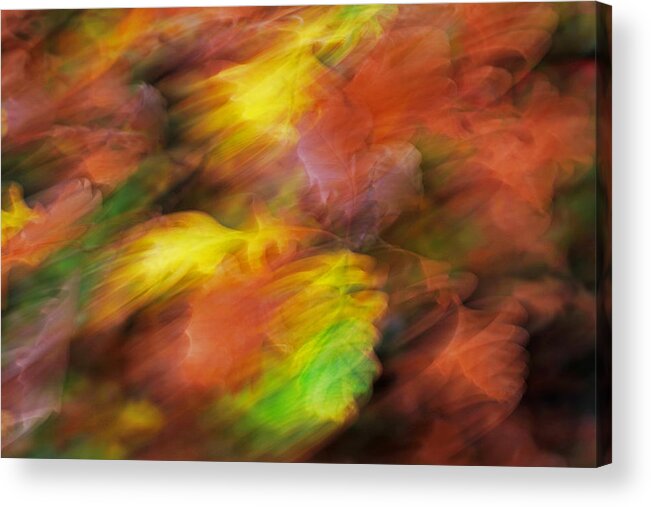 Windy Oak Acrylic Print featuring the photograph Windy Oak by Darcy Dietrich