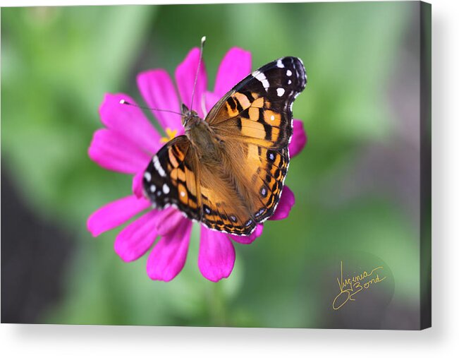  Acrylic Print featuring the photograph Winged Beauty by Virginia Bond