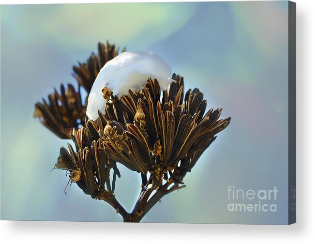 Agave Acrylic Print featuring the photograph Winter Agave Bloom by Donna Greene