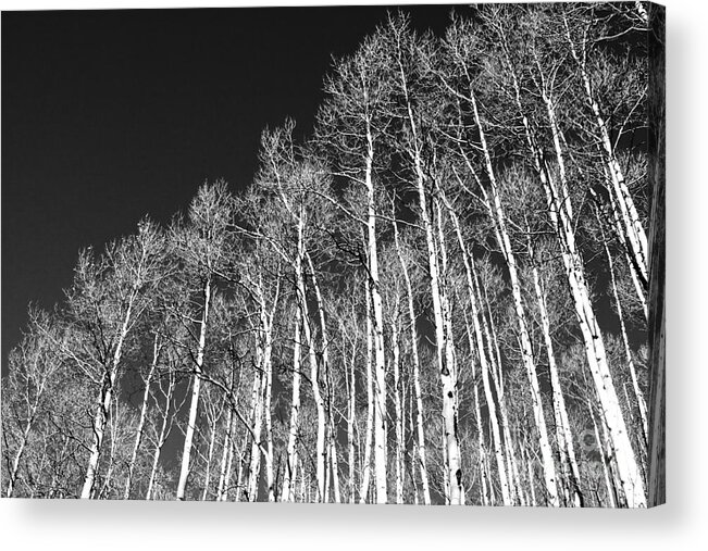 Trees Acrylic Print featuring the photograph Winter Aspens by Roselynne Broussard