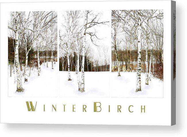 Birch Tree Acrylic Print featuring the photograph Winter Birch by Robin-Lee Vieira